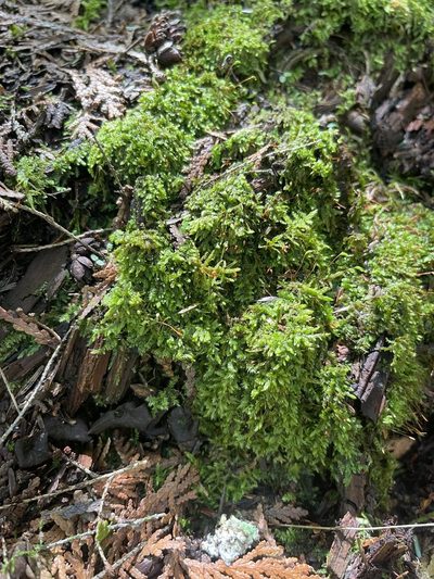 Brotherella recurvans, photographed by Brandon Corder