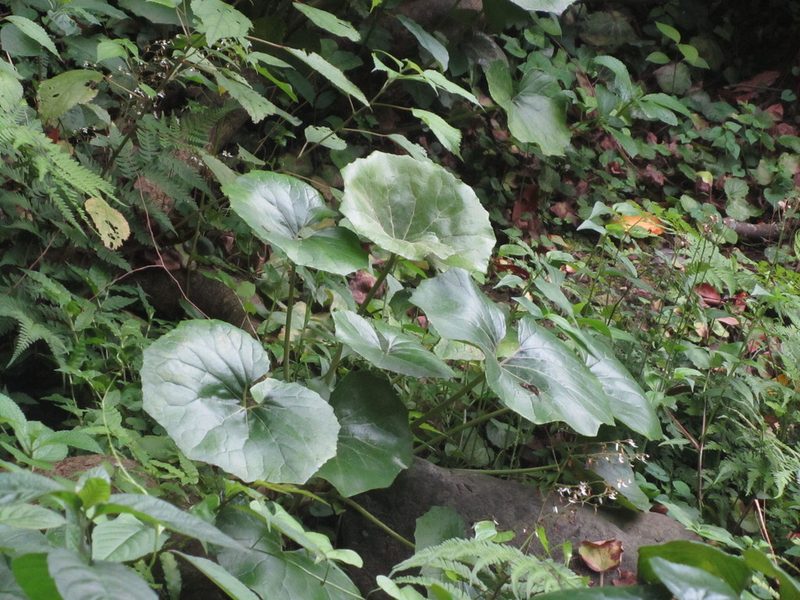 Farfugium japonicum, photographed by Luka S. (someplant)