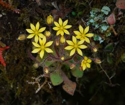Aichryson villosum, photographed by desertnaturalist