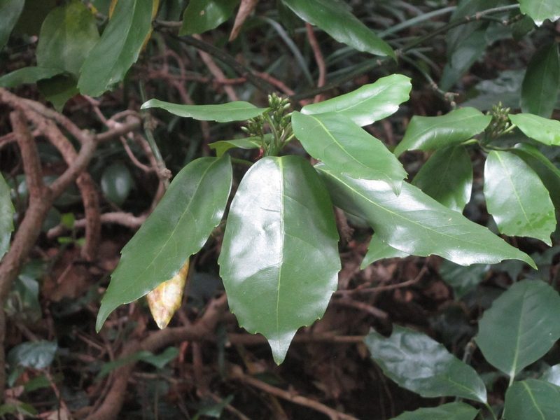 Aucuba japonica, photographed by Luka S. (someplant)