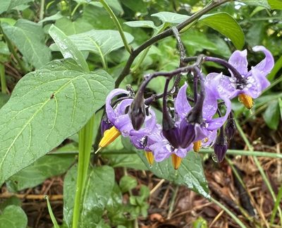 Solanum dulcamara, photographed by Annie Weissman