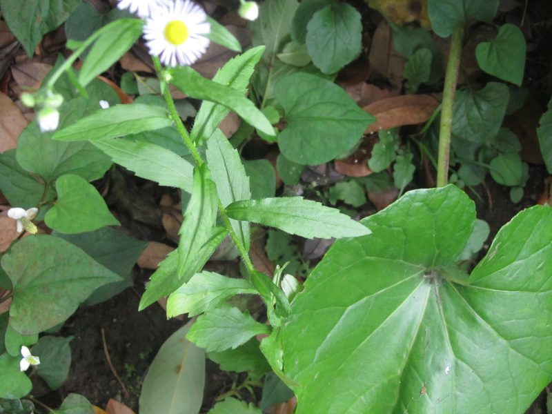Erigeron annuus, photographed by Luka S. (someplant)