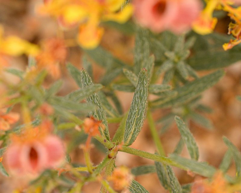 Dinemandra ericoides, photographed by Nicolás Villaseca Merino