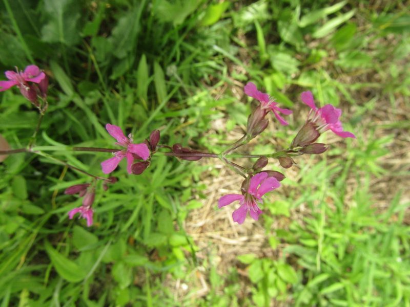 Viscaria vulgaris, photographed by snaily_naily