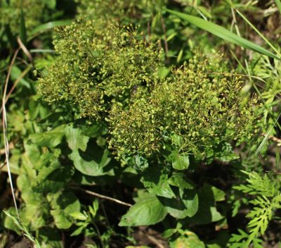 Lepidium draba, photographed by Юрий Данилевский (Yuriy Danilevsky)