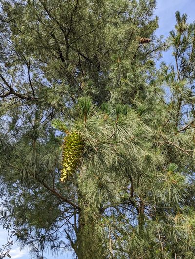 Pinus ayacahuite, photographed by Connor McInerney