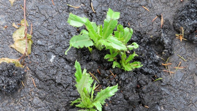 Cirsium arvense, photographed by Светлана Царахова