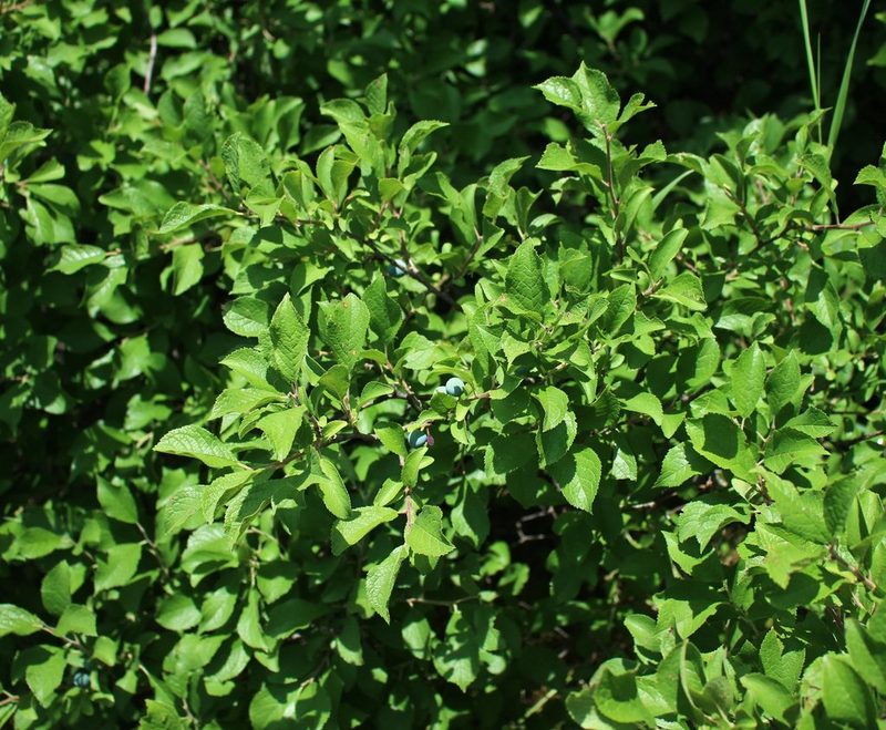 Prunus spinosa, photographed by Юрий Данилевский (Yuriy Danilevsky)