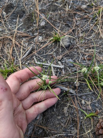 Cyperus seslerioides, photographed by Connor McInerney