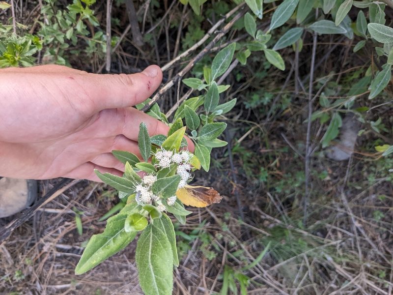 Ageratina glabrata, photographed by Connor McInerney