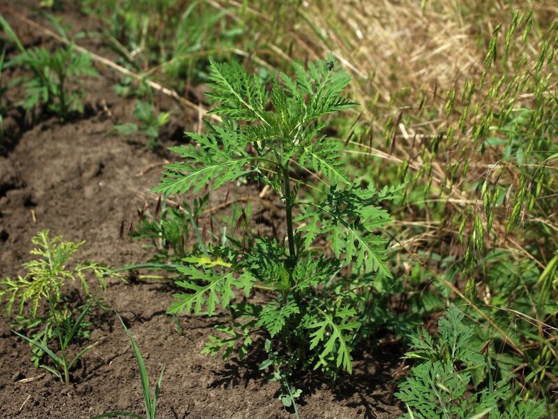 Ambrosia artemisiifolia, photographed by Юрий Данилевский (Yuriy Danilevsky)