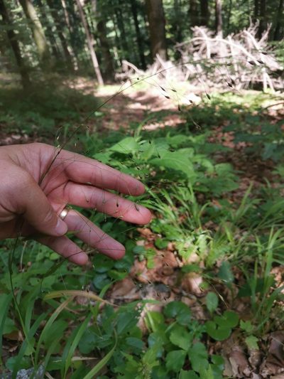 Achnatherum virescens, photographed by Ljaž