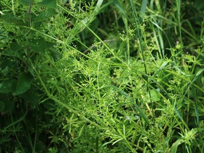 Galium aparine, photographed by Юрий Данилевский (Yuriy Danilevsky)