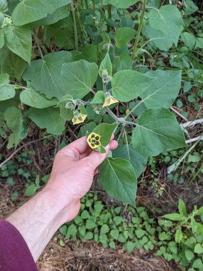 Physalis coztomatl, photographed by Connor McInerney
