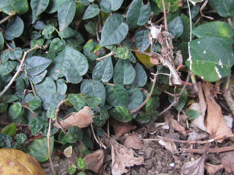 Ficus pumila, photographed by Luka S. (someplant)