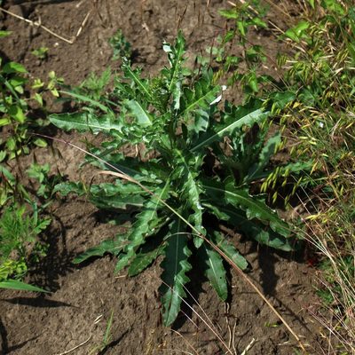 Cirsium arvense, photographed by Юрий Данилевский (Yuriy Danilevsky)