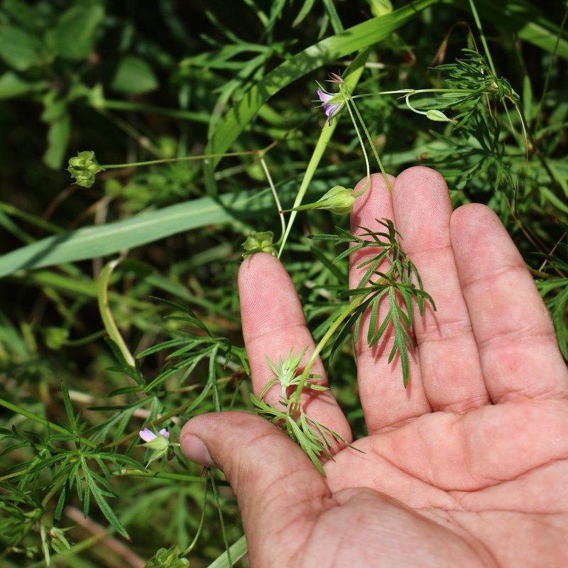 Geranium columbinum, photographed by Юрий Данилевский (Yuriy Danilevsky)