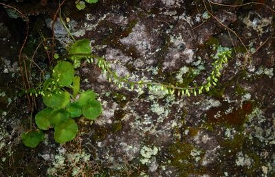 Umbilicus rupestris, photographed by desertnaturalist