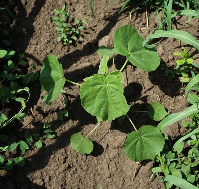 Abutilon theophrasti