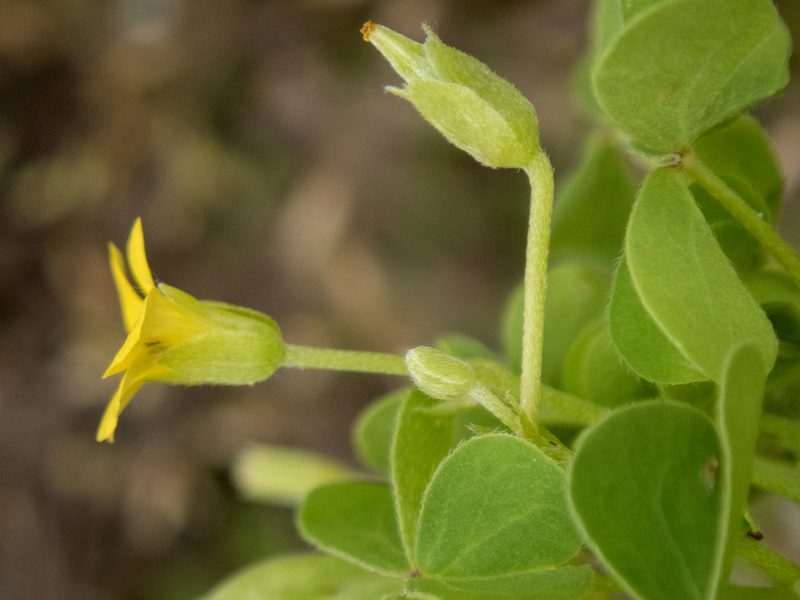 Oxalis dillenii, photographed by Randy A Nonenmacher