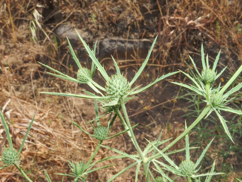 Eryngium tricuspidatum, photographed by Emanuele Santarelli