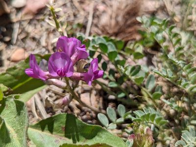 Astragalus missouriensis