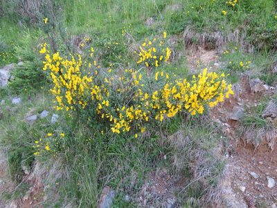 Cytisus scoparius, photographed by Marco Mussita