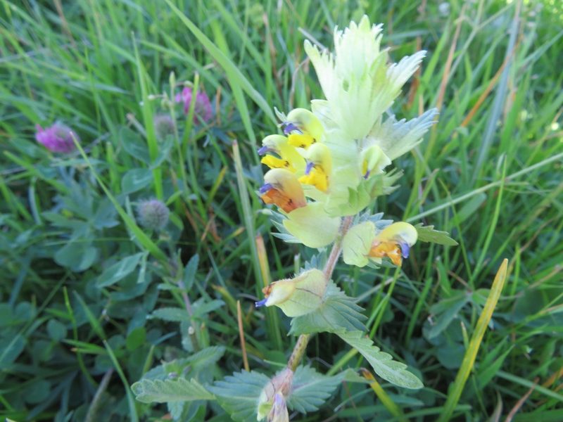 Rhinanthus alectorolophus, photographed by Marco Mussita