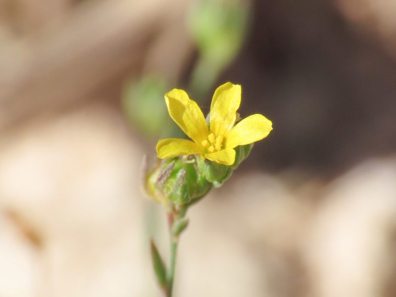 Linum trigynum, photographed by Emanuele Santarelli