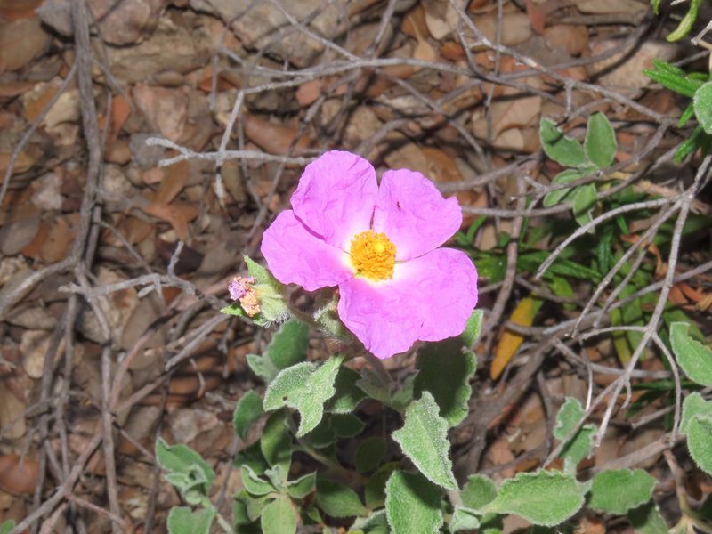 Cistus creticus, photographed by Emanuele Santarelli