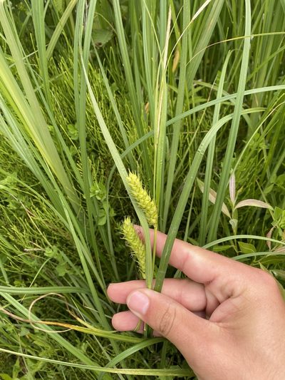Carex atherodes, photographed by Henrique Pacheco