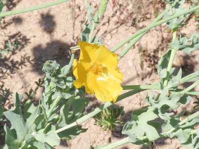 Glaucium flavum, photographed by Emanuele Santarelli