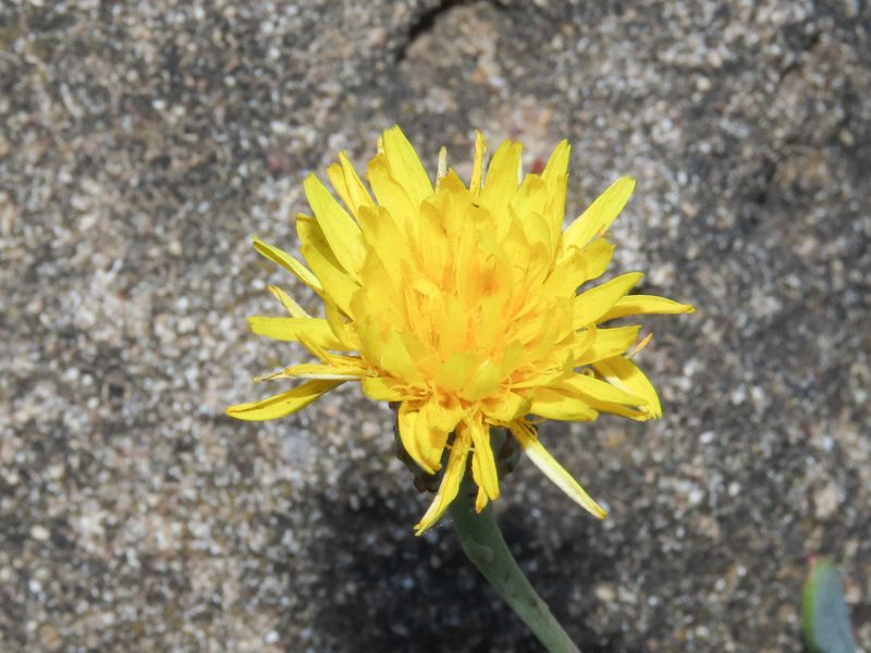 Reichardia picroides, photographed by Emanuele Santarelli