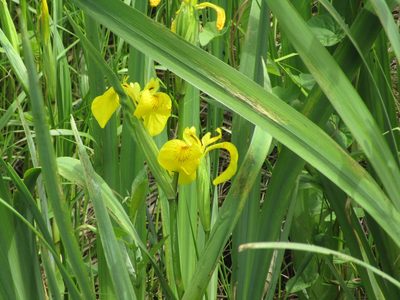Iris pseudacorus