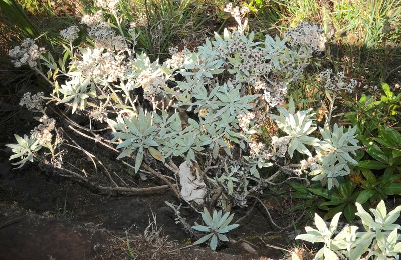 Helichrysum melaleucum, photographed by desertnaturalist