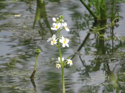 Hottonia palustris, photographed by snaily_naily