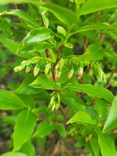 Vaccinium arctostaphylos, photographed by Jacek Pietruszewski
