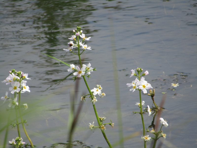Hottonia palustris, photographed by snaily_naily