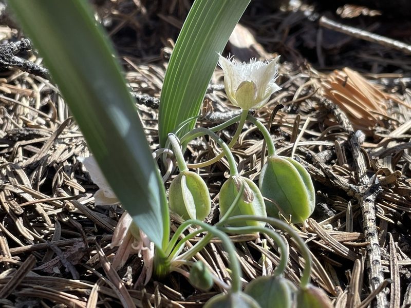 Calochortus westonii, photographed by Mike Heine