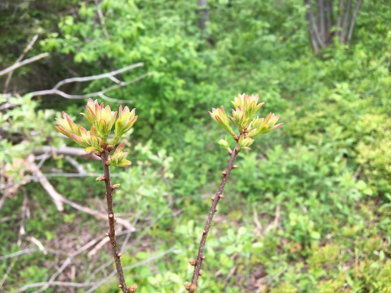 Myrica pensylvanica, photographed by Barry Cottam