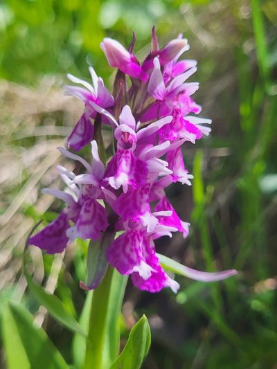 Dactylorhiza euxina, photographed by Jacek Pietruszewski