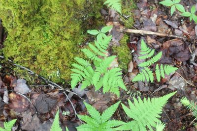 Gymnocarpium dryopteris, photographed by Steven Lamonde