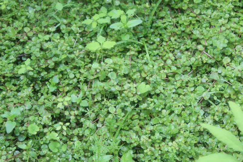 Chrysosplenium americanum, photographed by Steven Lamonde