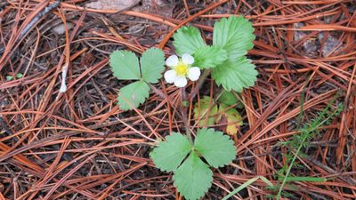 Fragaria vesca, photographed by Светлана Царахова
