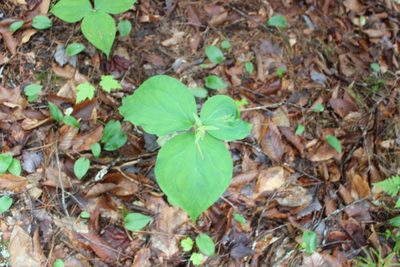 Trillium undulatum, photographed by Steven Lamonde