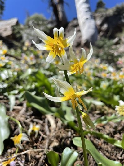Erythronium pusaterii, photographed by Mike Heine