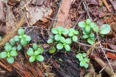 Linnaea borealis, photographed by Steven Lamonde