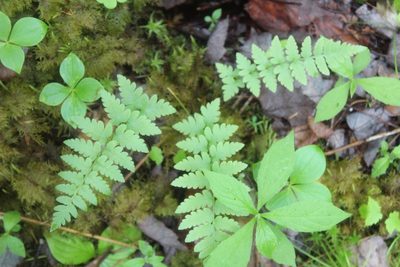 Dryopteris cristata, photographed by Steven Lamonde