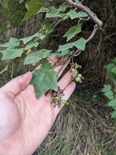 Ribes ciliatum, photographed by Connor McInerney
