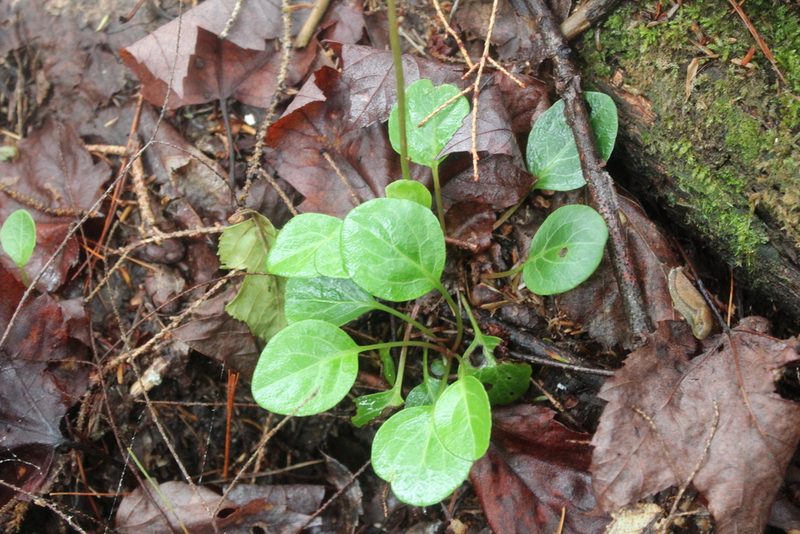 Pyrola chlorantha, photographed by Steven Lamonde